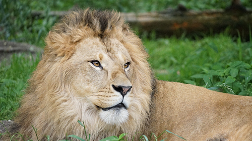 富士自然動物公園から来園したライオンのレグルス ライオン(オス)レグルスの画像