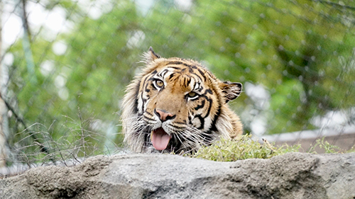 東山動物園へ行ってきました