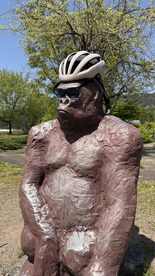 公園のゴリラにヘルメットとサングラスを装備させた画像 ゴリラいたら絶対やるよね。自転車乗り