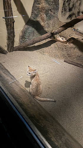 東山動物園のスナネコの画像 東山動物園のスナネコの画像