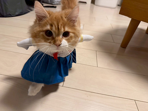 我が家の猫のお話